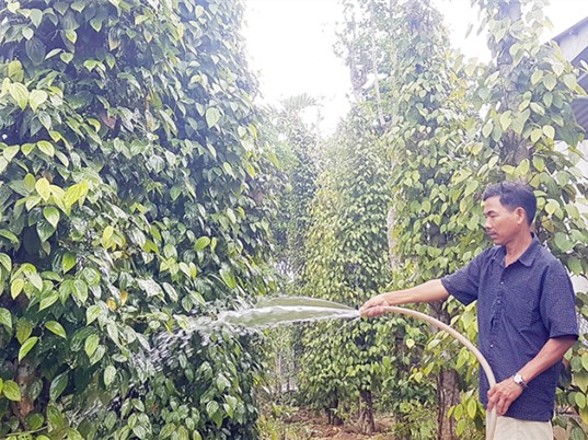 Quảng Nam: Mô hình sản xuất giống và trồng tiêu Tiên Phước theo hướng bền vững